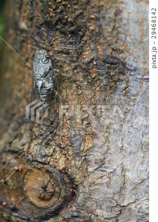 ツクツクボウシ ツクツクボウシ 29468142