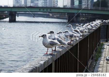 かもめ 29468182