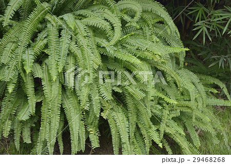 タマシダ 29468268