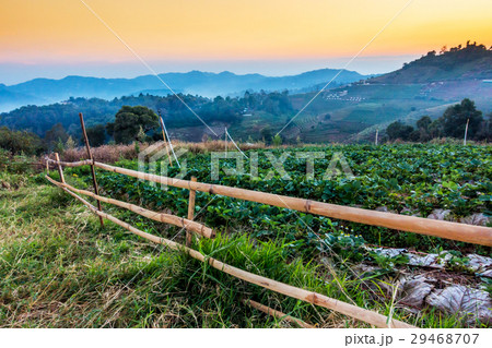 Strawberry garden in Mon Cham hill in sunset, Chia Strawberry garden in Mon Cham hill in sunset, Chia 29468707