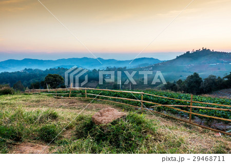 Strawberry garden in Mon Cham hill in sunset Strawberry garden in Mon Cham hill in sunset 29468711