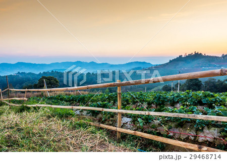 Strawberry garden in Mon Cham hill in sunset Strawberry garden in Mon Cham hill in sunset 29468714