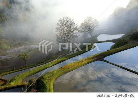 朝霧の棚田 29468736