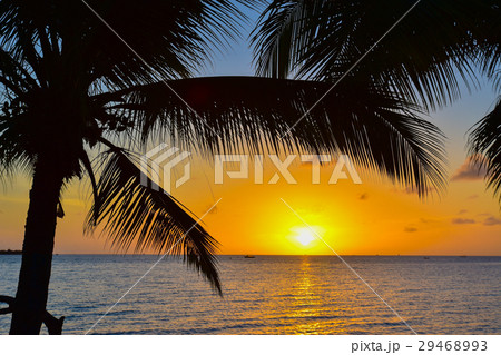 ヤシの木とサンセットの写真素材 [29468993] - PIXTA