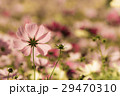 秋のコスモス 29470310