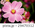 1輪のコスモス 29470312