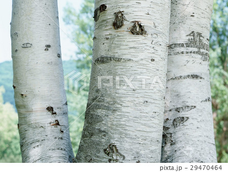 ウダイカンバ ウダイカンバ 29470464