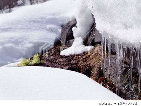 つららとフキノトウ 29470733