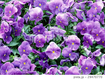 スミレ 29470770