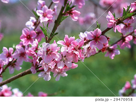 リンゴの花 29470958