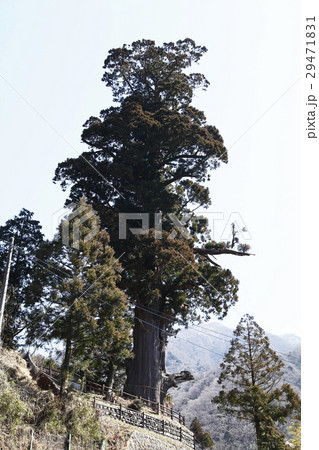 箒杉(ほうきすぎ:山北町) 箒杉(ほうきすぎ:山北町) 29471831