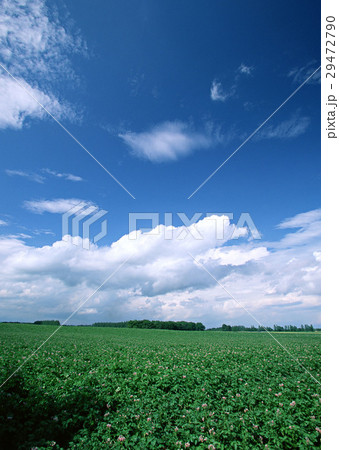 ジャガイモ畑 29472790