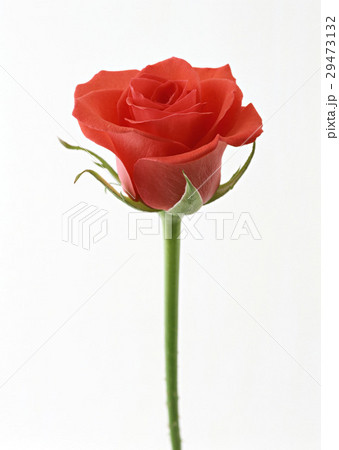 バラ 29473132