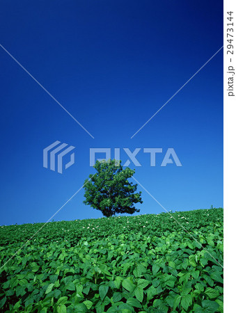 畑 畑 29473144