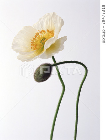 ポピー 29473318