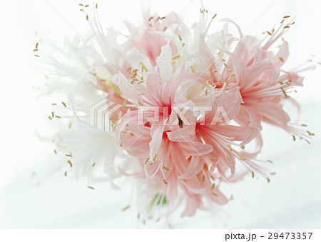 ダイヤモンドリリー ダイヤモンドリリー 29473357