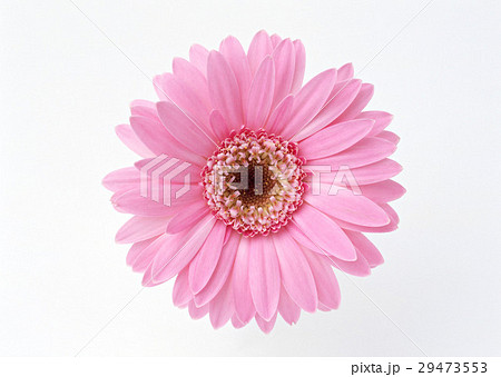 ガーベラ 29473553