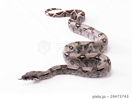 ボアコンストリクター 29473743
