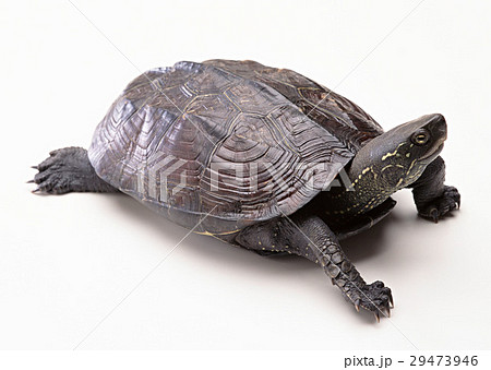クサガメ 29473946