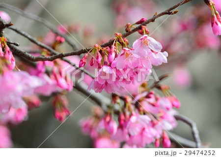 満開のミヤビザクラ 満開のミヤビザクラ 29474252