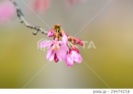 満開のミヤビザクラ 満開のミヤビザクラ 29474258