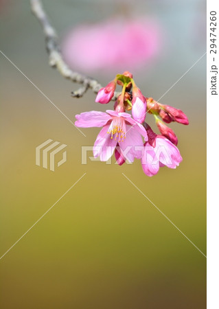 満開のミヤビザクラ 29474260