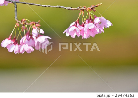 満開のミヤビザクラ 満開のミヤビザクラ 29474262