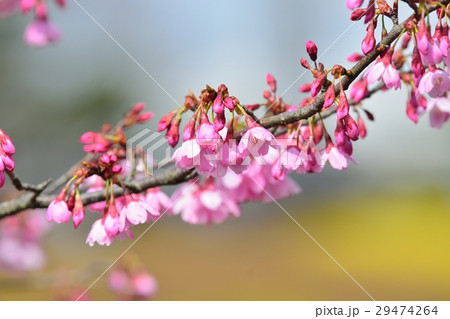 満開のミヤビザクラ 満開のミヤビザクラ 29474264