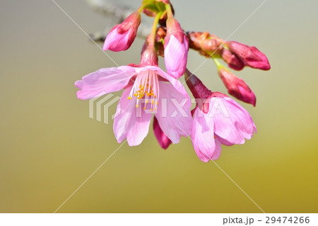 満開のミヤビザクラ 満開のミヤビザクラ 29474266