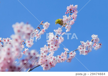 初御代桜 初御代桜 29474664