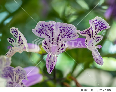Closeup Mona Lavender flower 29474801
