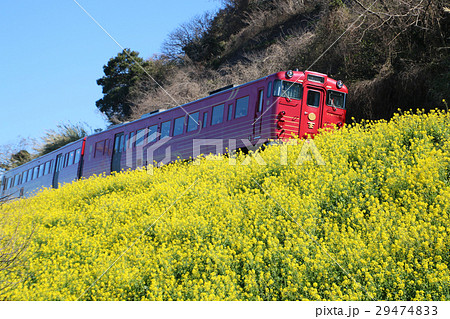 伊予市双海町の菜の花と赤い電車 29474833