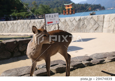 宮島の鹿と厳島神社の鳥居 宮島の鹿と厳島神社の鳥居 29474839