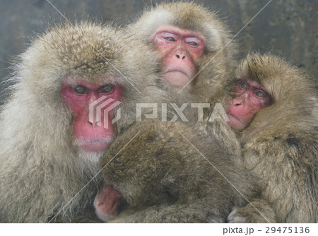 ニホンザル 29475136