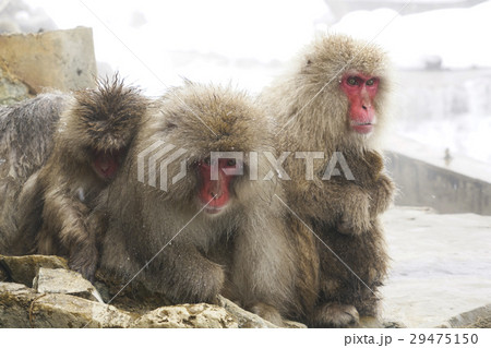 ニホンザル 29475150