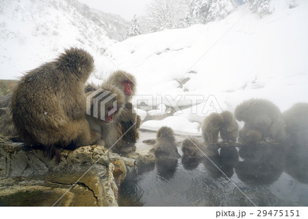 ニホンザル 29475151