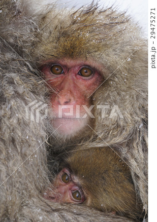 ニホンザルの親子 29475271
