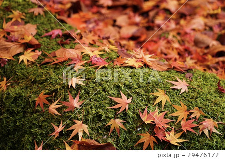 red maple leave on green mos in garden , kyoto red maple leave on green mos in garden , kyoto 29476172