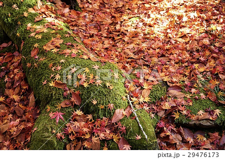 red maple leave on green mos in garden , kyoto red maple leave on green mos in garden , kyoto 29476173