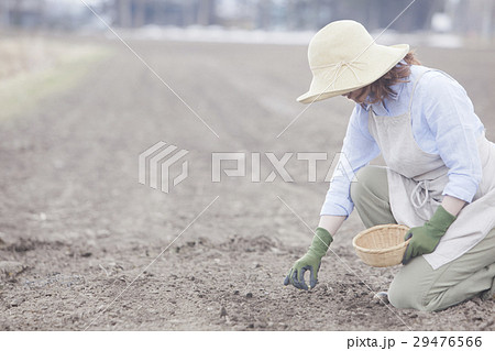 家庭菜園 29476566