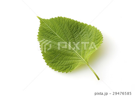 えごま えごま 29476585