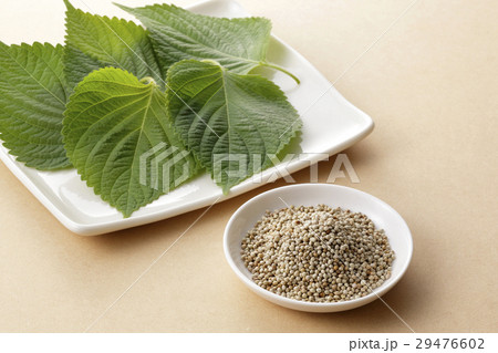 えごま えごま 29476602