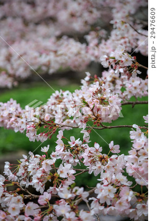 桜の花 29476609