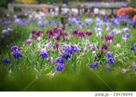 花菖蒲 29476649