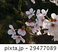 さくら 29477089