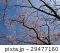 桜 29477160