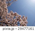 桜 29477161