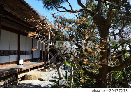 東京都　京王百草園 （けいおうもぐさえん）　松連庵とマンサクの花 29477253