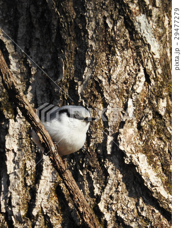 ゴジュウカラ 29477279