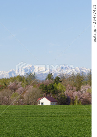 残雪と桜 残雪と桜 29477421